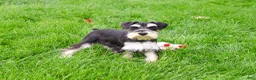 Miniature Schnauzer dogs for sale: Azriel  - Ad 1