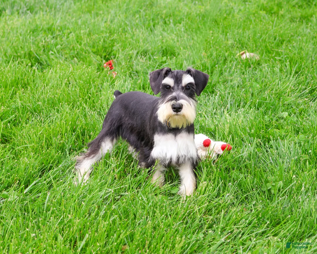 Miniature Schnauzer dogs for sale: Azriel  - Ad 1