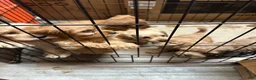 Cockapoo dogs for sale: Cockapoo 1 - Ad 7