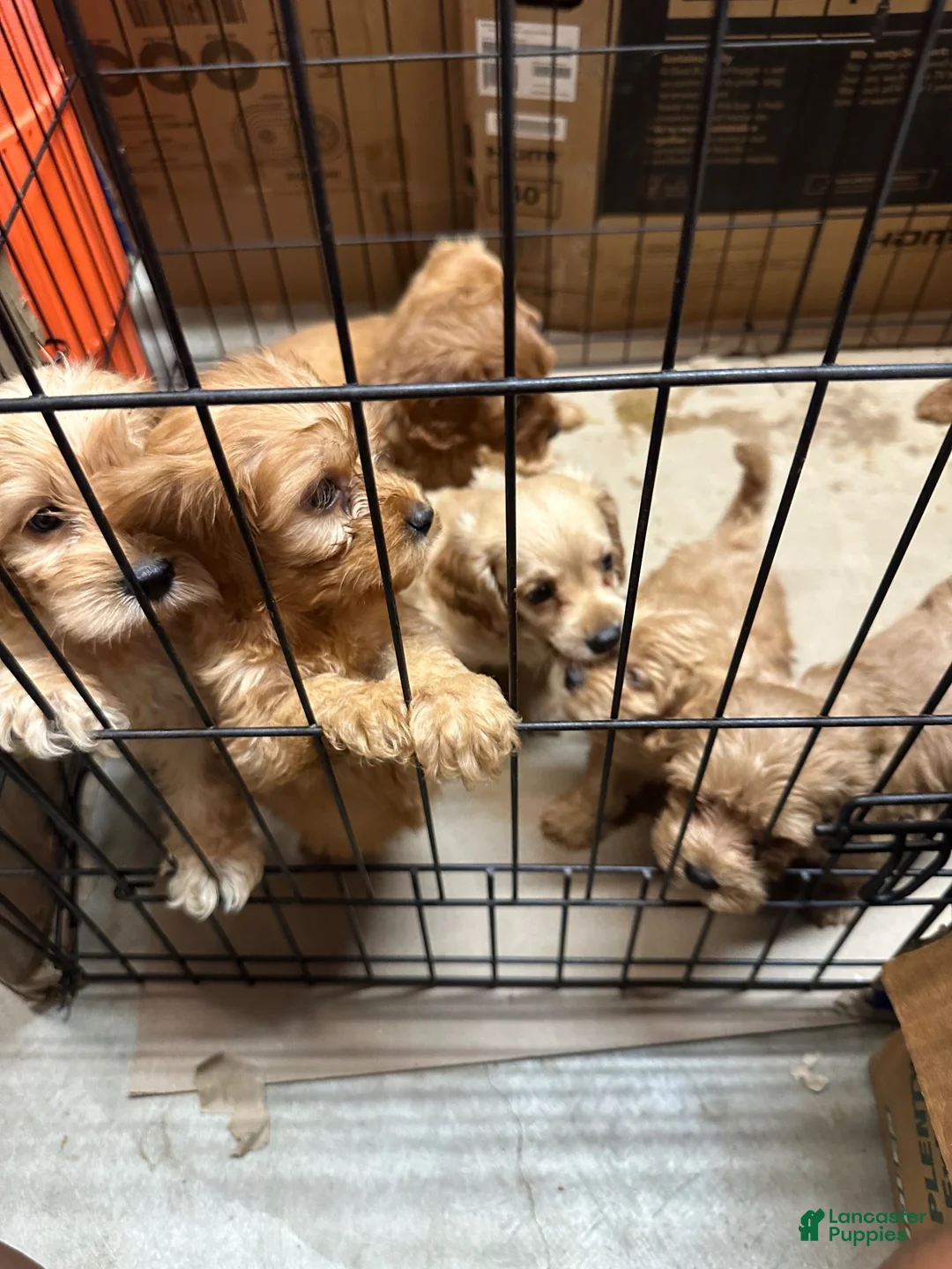 Cockapoo dogs for sale: Cockapoo 1 - Ad 7