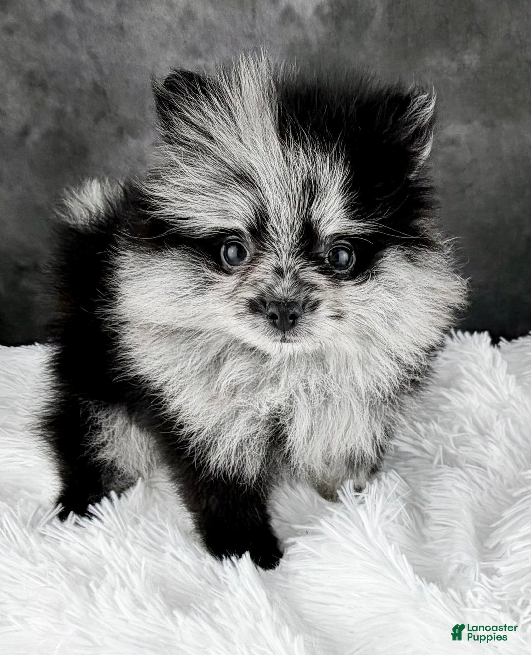 Pomeranian dogs for sale: Noel AKC - Ad 6