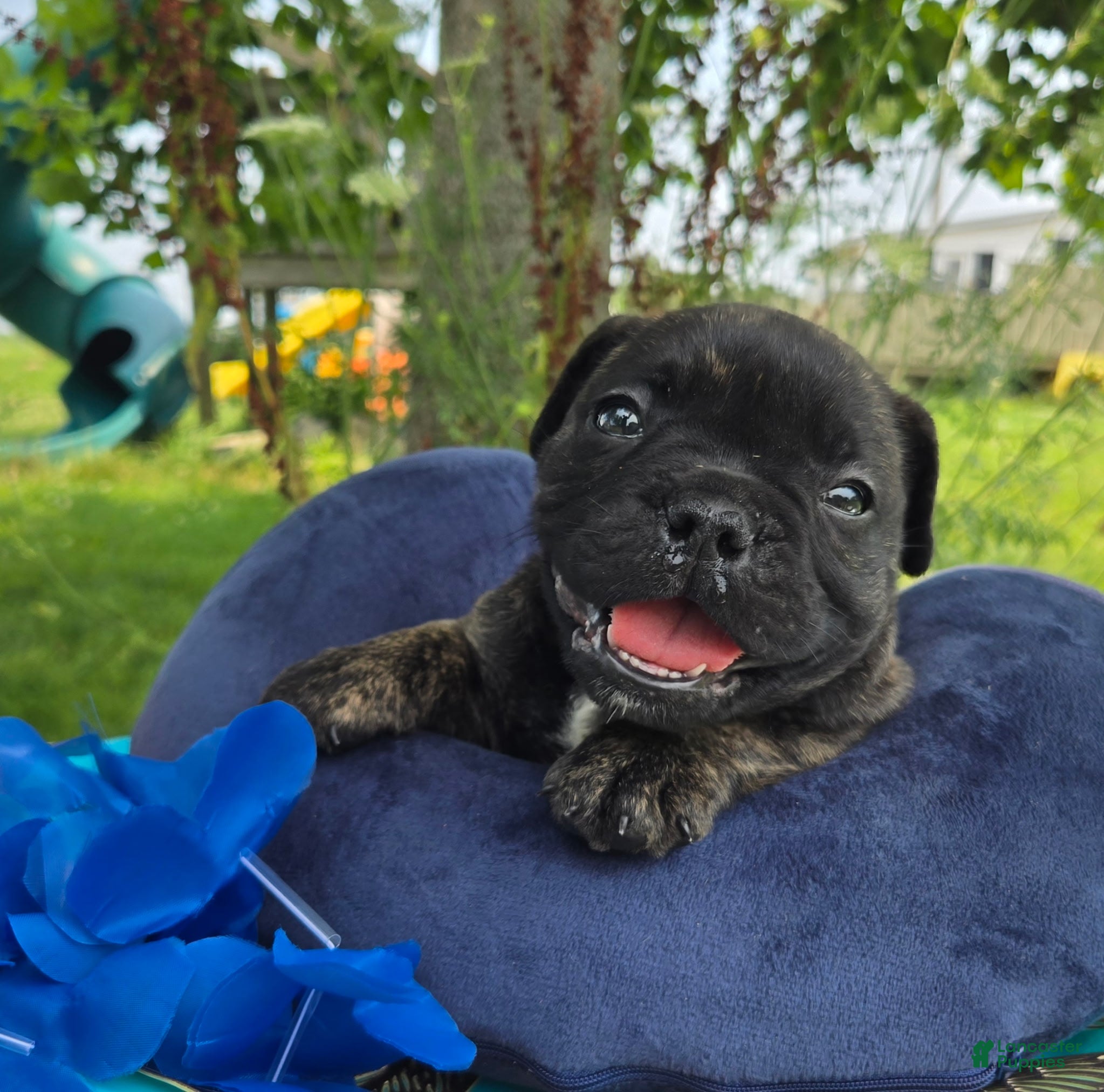 Olde English Bulldogge dogs Howard - Ad 2