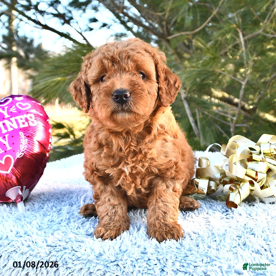 Mini Goldendoodle dogs Cinnamon - Ad 12