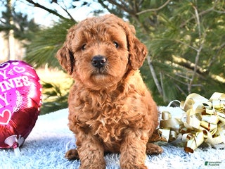 Mini Goldendoodle dogs Cinnamon - Ad 12