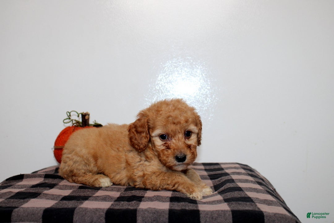 Mini Goldendoodle dogs for sale: Dexton - Ad 3