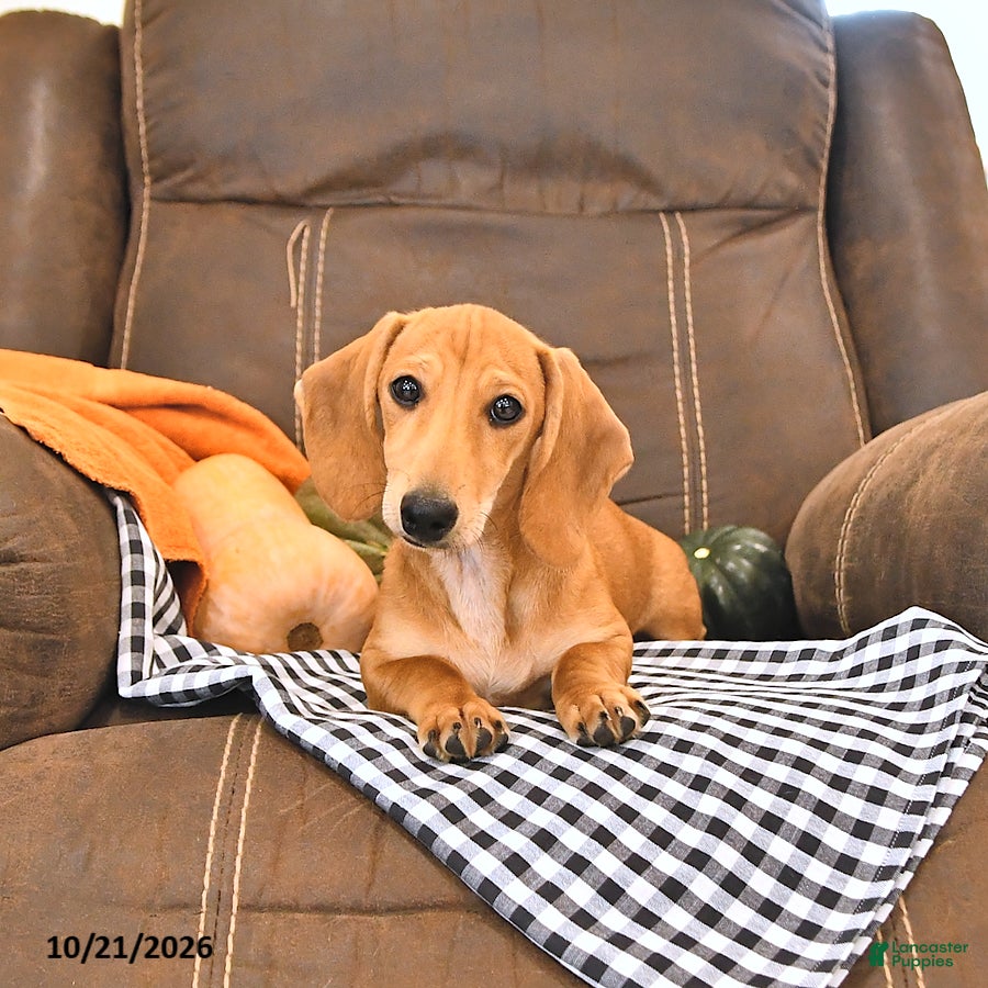 Miniature Dachshund dogs Timber - Ad 2