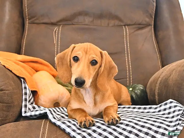 Miniature Dachshund dogs for sale: Timber - Ad 2