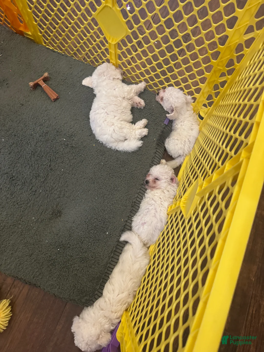 Bichon Frise dogs for sale: Bichon Frise Puppy 1 - Ad 7