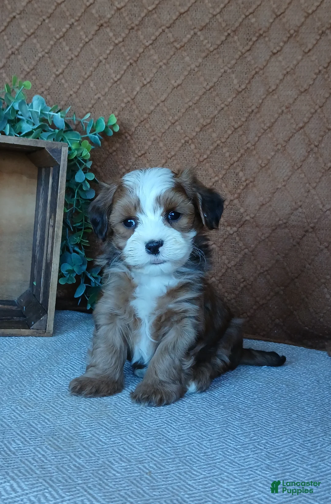 Havanese dogs for sale: Kodi - Ad 2