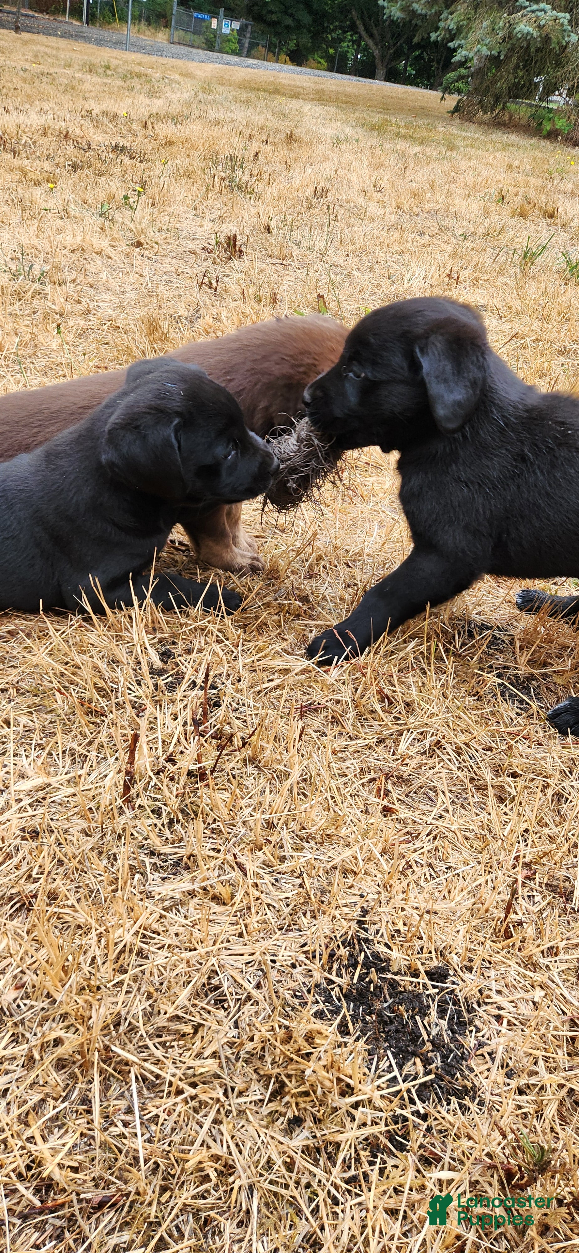 Labrador Retriever dogs Labrador Retriever 7 - Ad 28