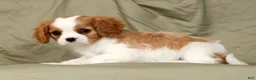 Cavalier King Charles Spaniel dogs for sale: Macy - Ad 3