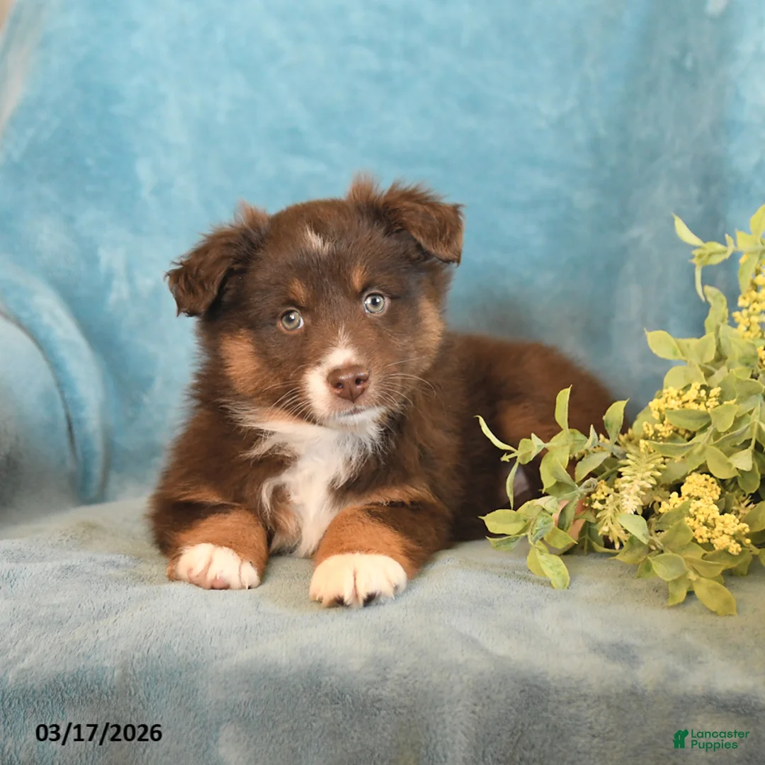 Miniature Australian Shepherd dogs for sale: Max - Ad 3