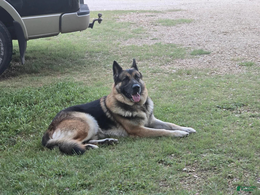 German Shepherd dogs for sale: German Shepherd 2 - Ad 8