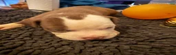 Mixed Breed dogs for sale: Mixed Breed Puppy 3 - Ad 1