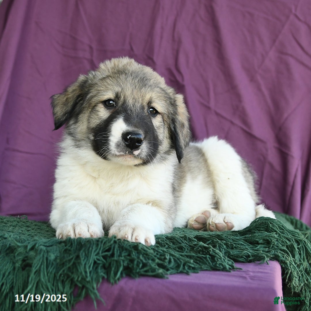 Mixed Breed dogs for sale: Boulder - Ad 4