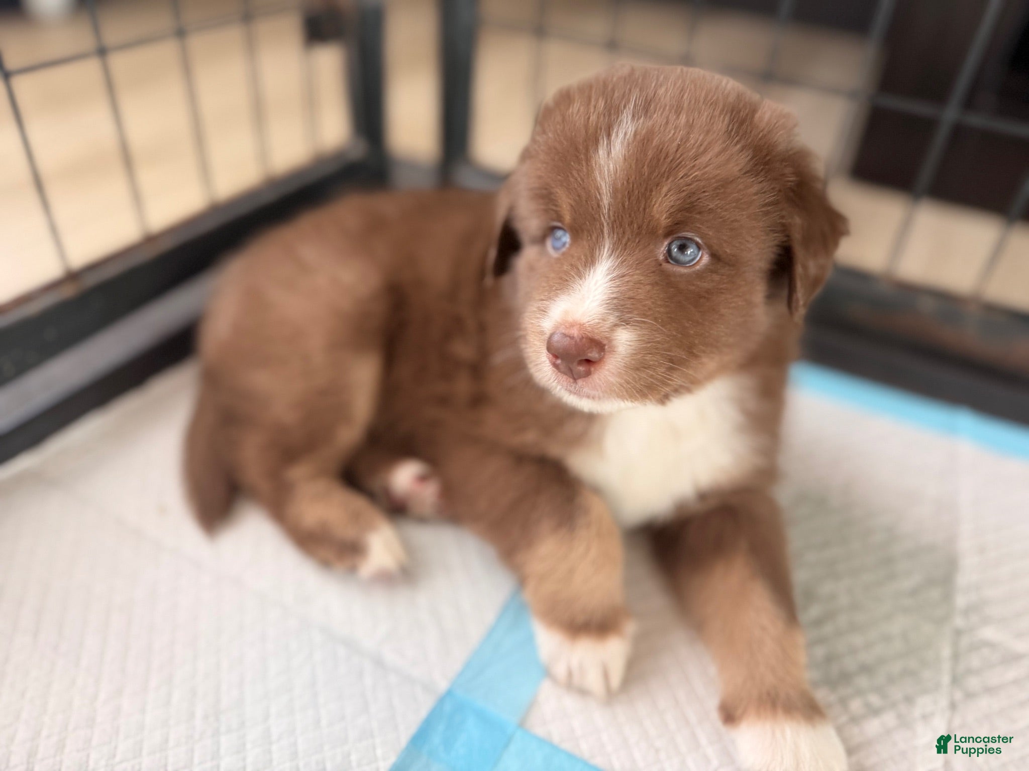 Australian Shepherd dogs Hunk - Ad 2