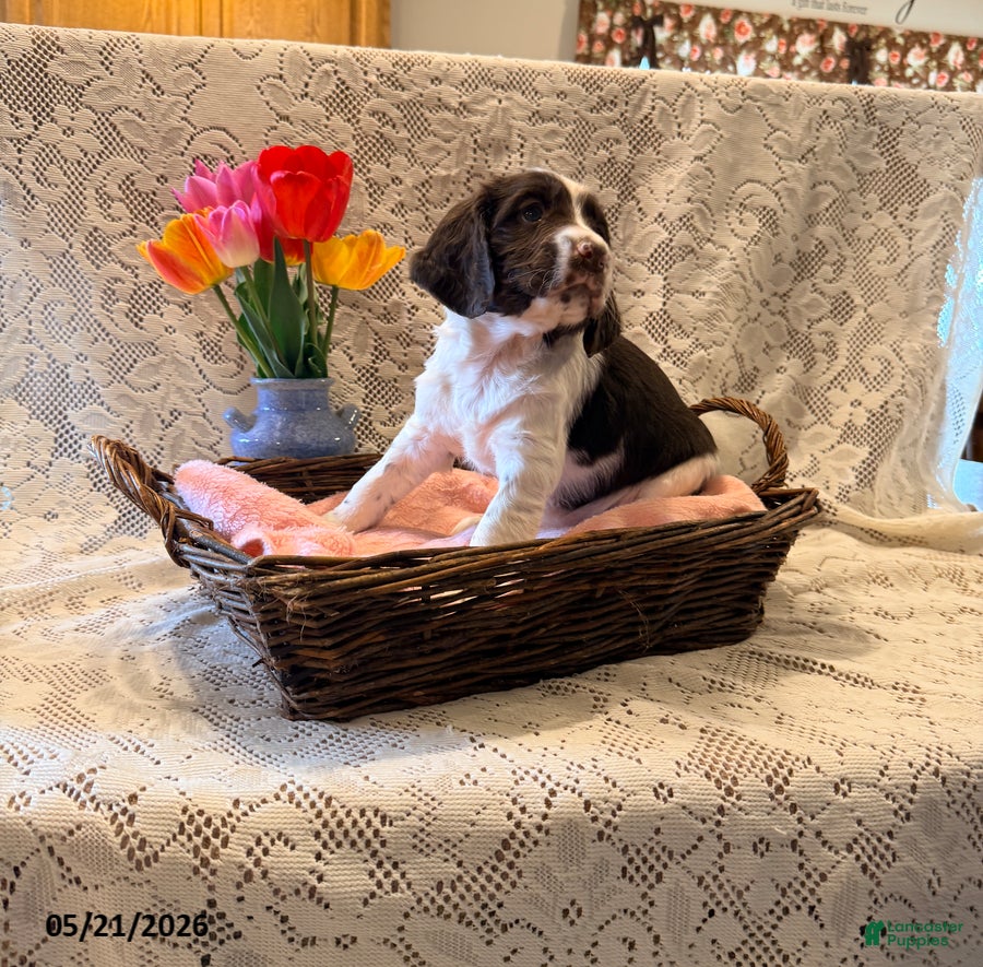 English Springer Spaniel dogs Peace - Ad 2