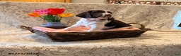 English Springer Spaniel dogs for sale: Peace - Ad 2