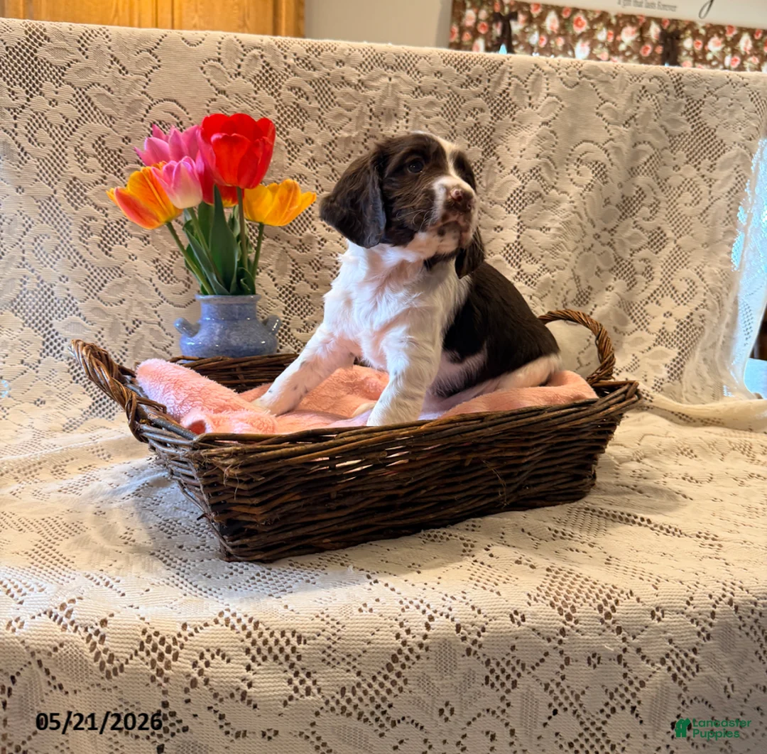 English Springer Spaniel dogs for sale: Peace - Ad 2