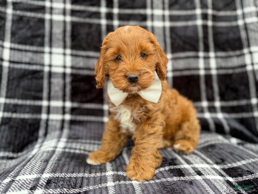 Cockapoo dogs for sale: Cupid - Ad 8