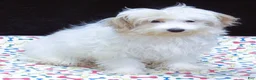 Maltipoo dogs for sale: Sage - Ad 2