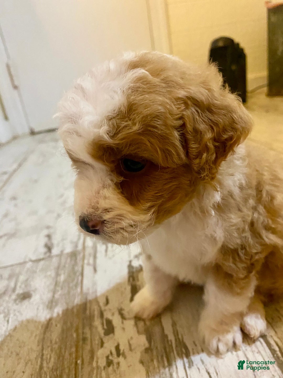 Bernedoodle dogs for sale: Bernedoodle Puppy 1 - Ad 3