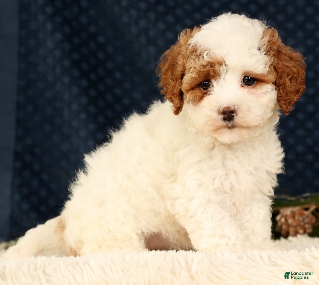Cavapoo dogs for sale: Vicky - Ad 8