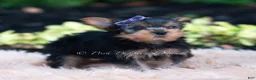 Yorkshire Terrier dogs for sale: Elowen - Ad 5
