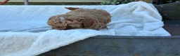 Toy Poodle dogs for sale: Garfield - Ad 13