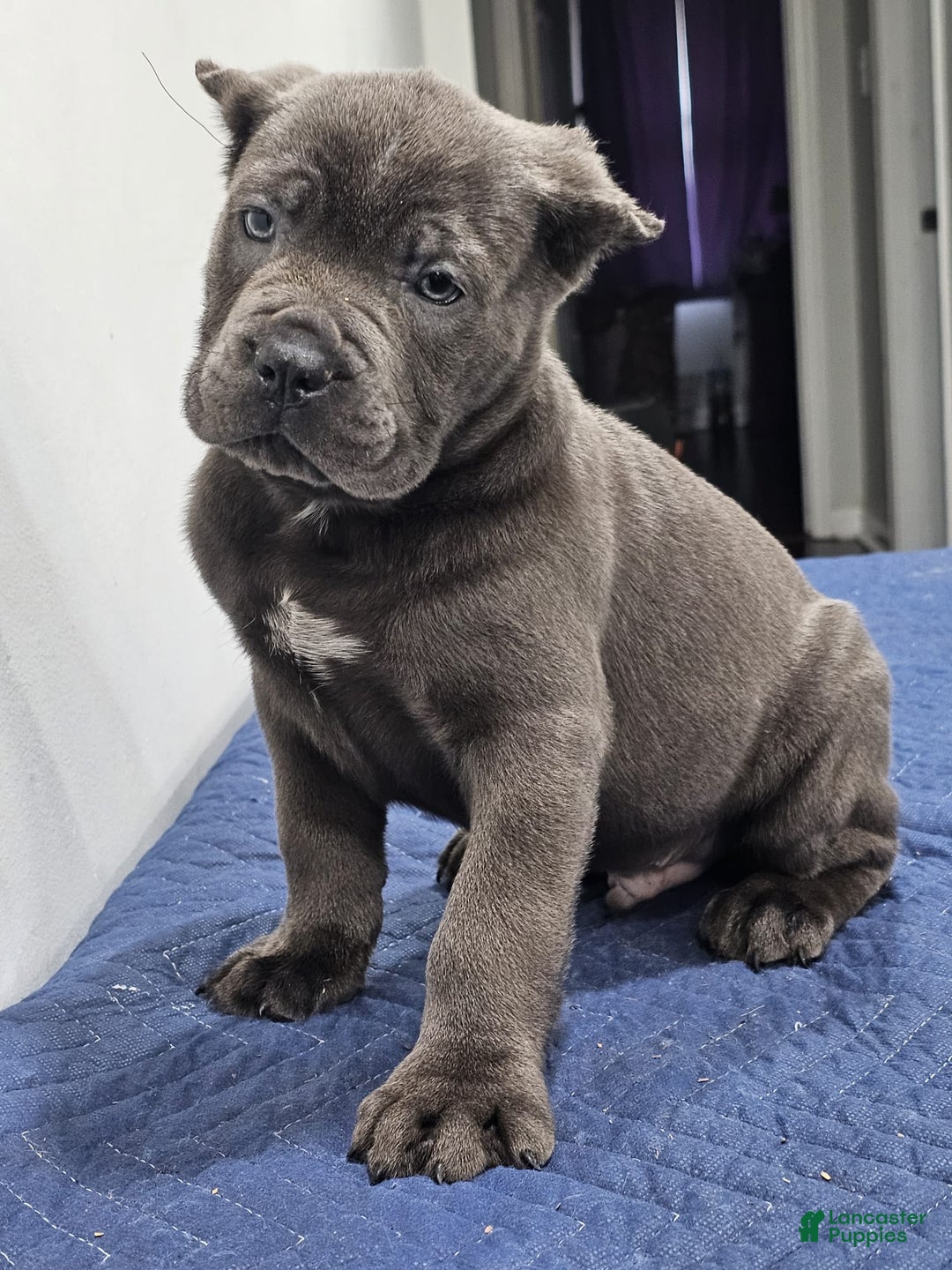 Cane Corso dogs for sale: BRUTUS - Ad 5
