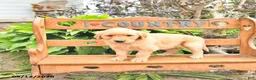 Golden Retriever dogs for sale: Bridget - Ad 2