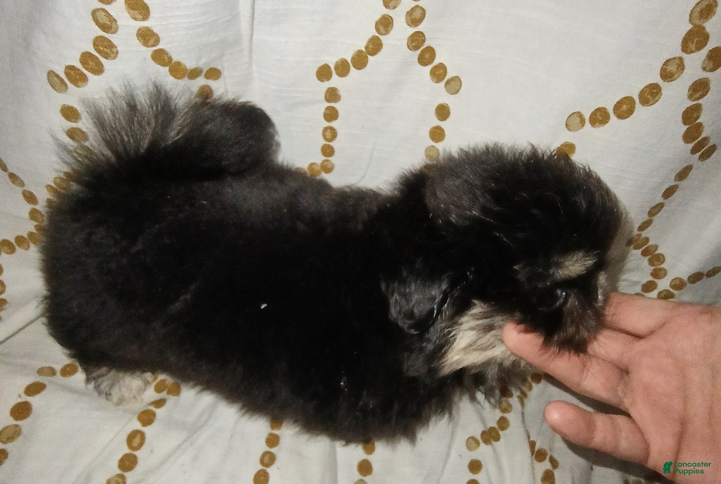 Pekingese dogs Pekingese Sleeve black and tan girl Maddie Ming  - Ad 1