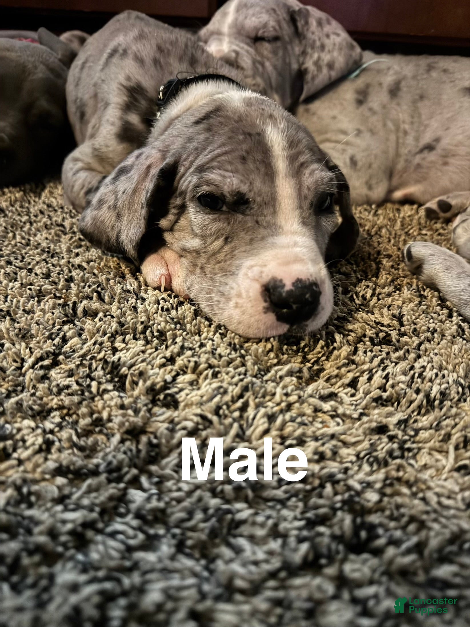 Great Dane dogs Stewart - Ad 29