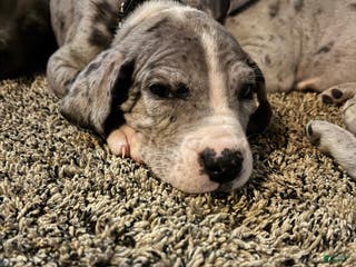 Great Dane dogs Stewart - Ad 29