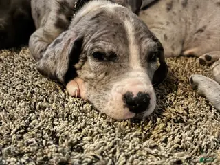 Great Dane dogs Stewart - Ad 30