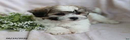 Teddy Bear dogs for sale: Easton - Ad 5