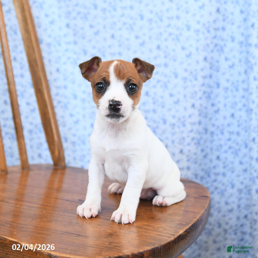 Jack Russell Terrier dogs Maple   - Ad 2