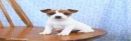 Jack Russell Terrier dogs for sale: Maple   - Ad 2