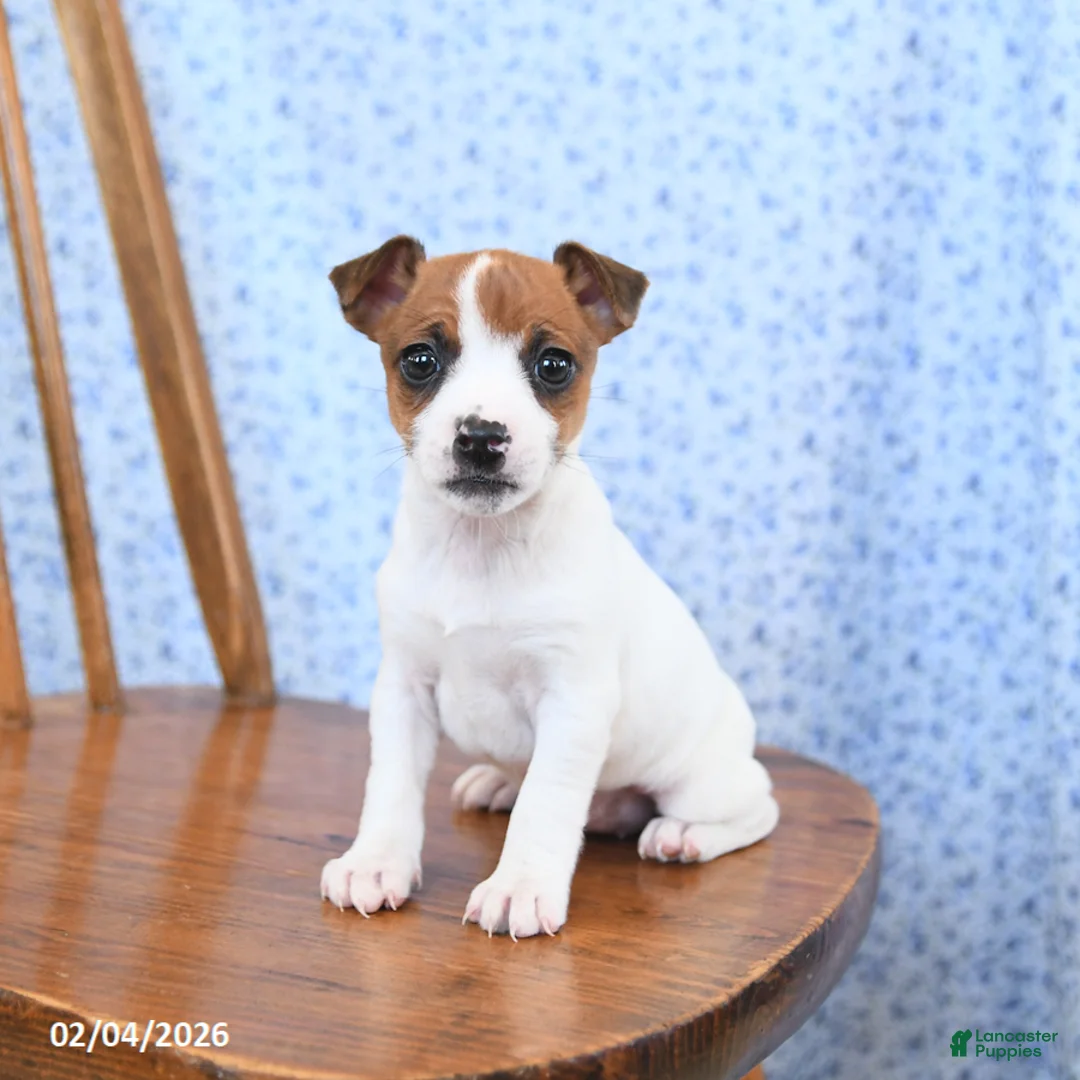 Jack Russell Terrier dogs for sale: Maple   - Ad 2