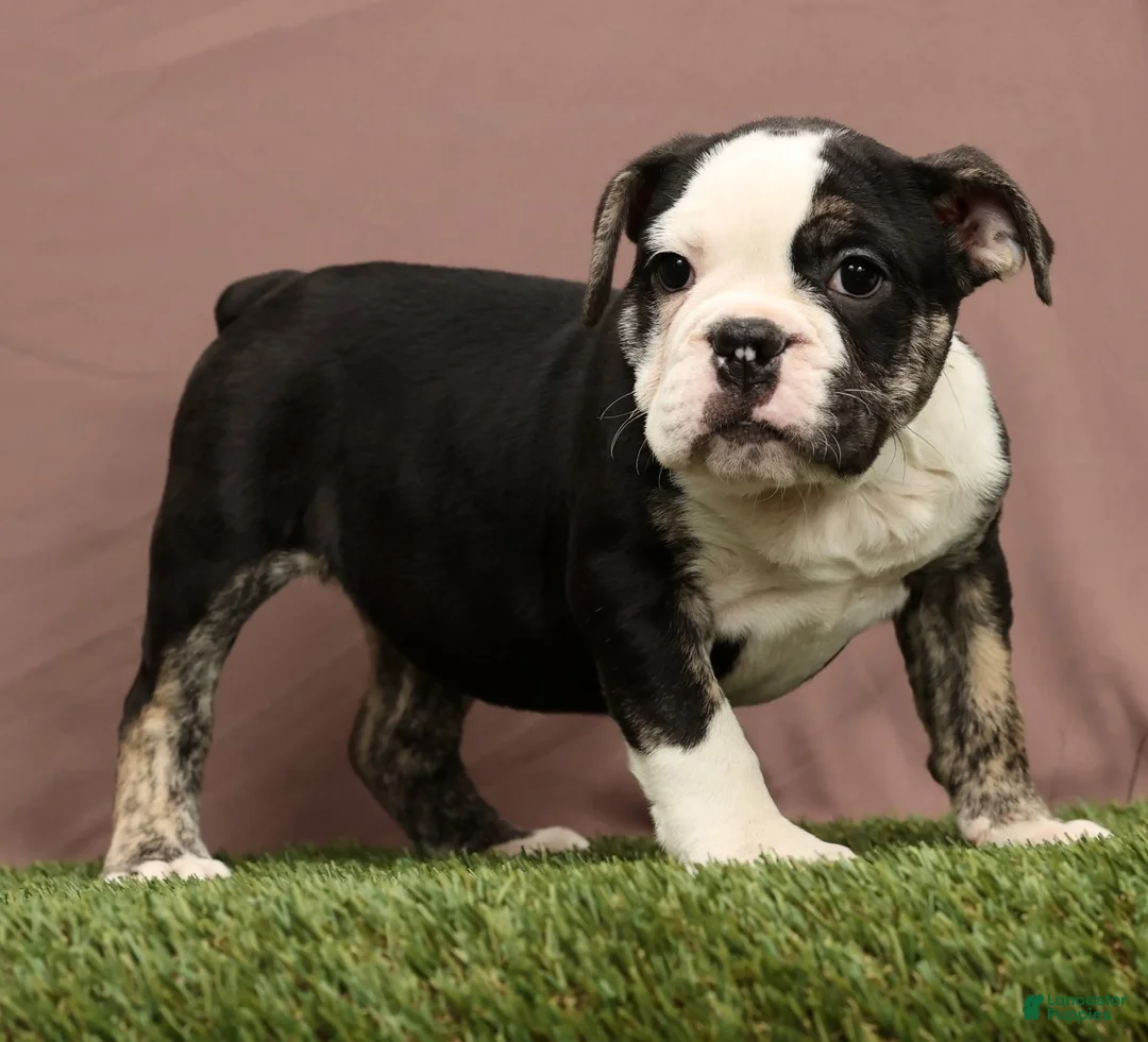 English Bulldog dogs for sale: Riley - Ad 4