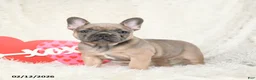 French Bulldog dogs for sale: Honey - Ad 1