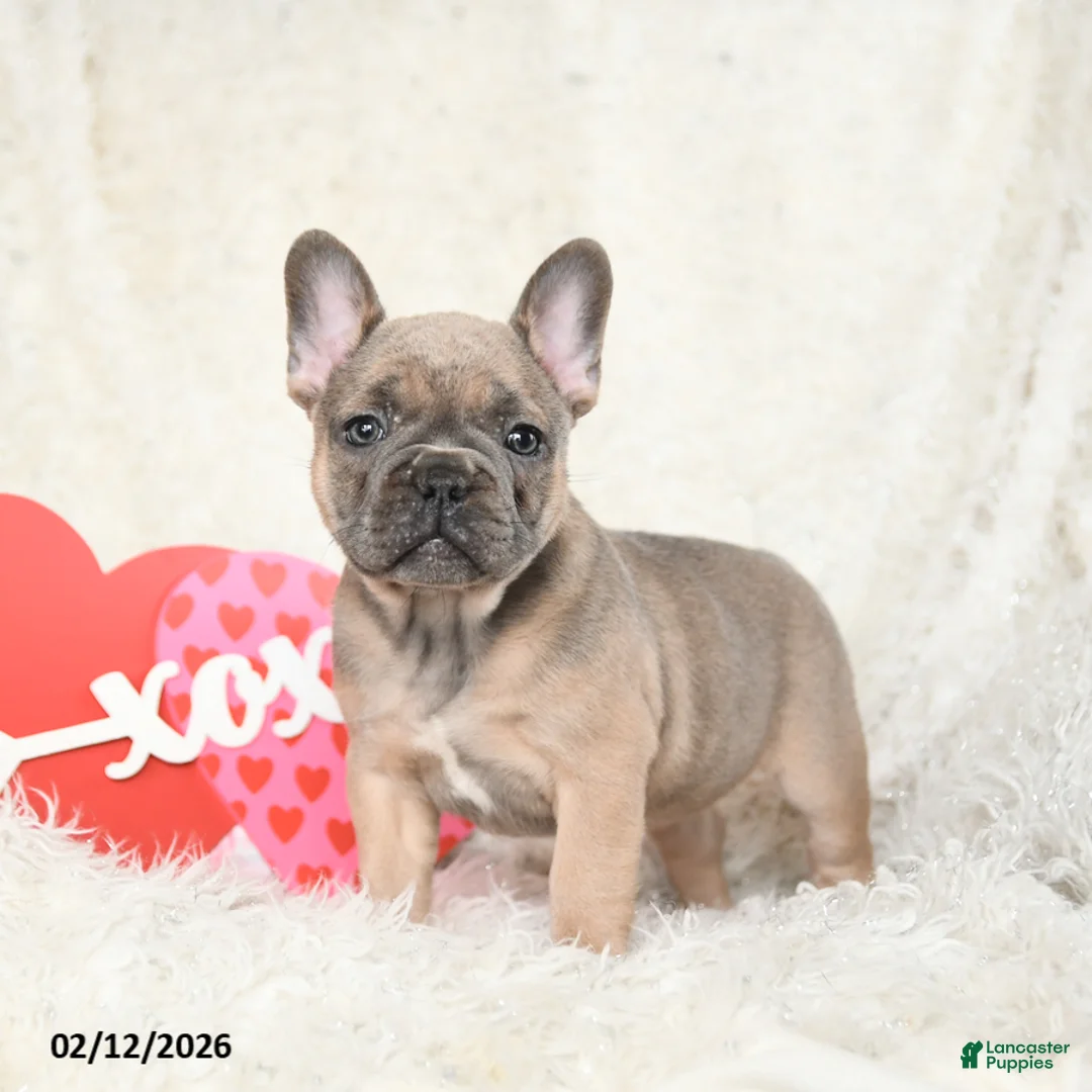 French Bulldog dogs for sale: Honey - Ad 1