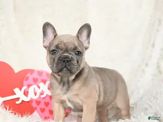 French Bulldog dogs Honey - Ad 2