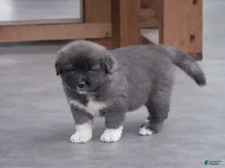 Caucasian Shepherd Dog dogs Caucasian Shepherd Dog Puppy 4 - Ad 1