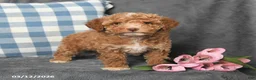 Toy Poodle dogs for sale: Mandy - Ad 1