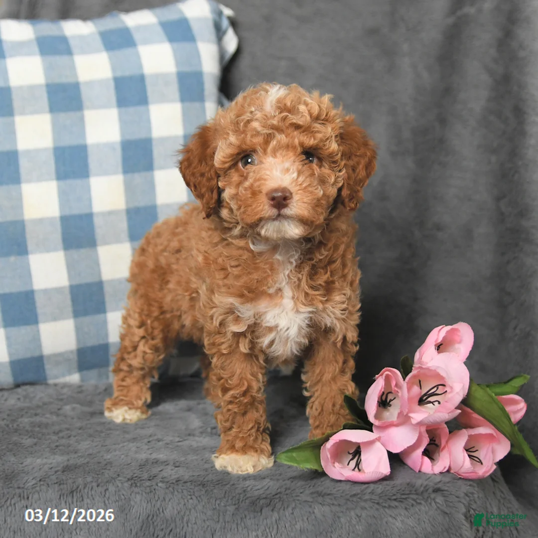Toy Poodle dogs for sale: Mandy - Ad 1
