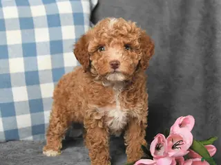 Toy Poodle dogs for sale: Mandy - Ad 3