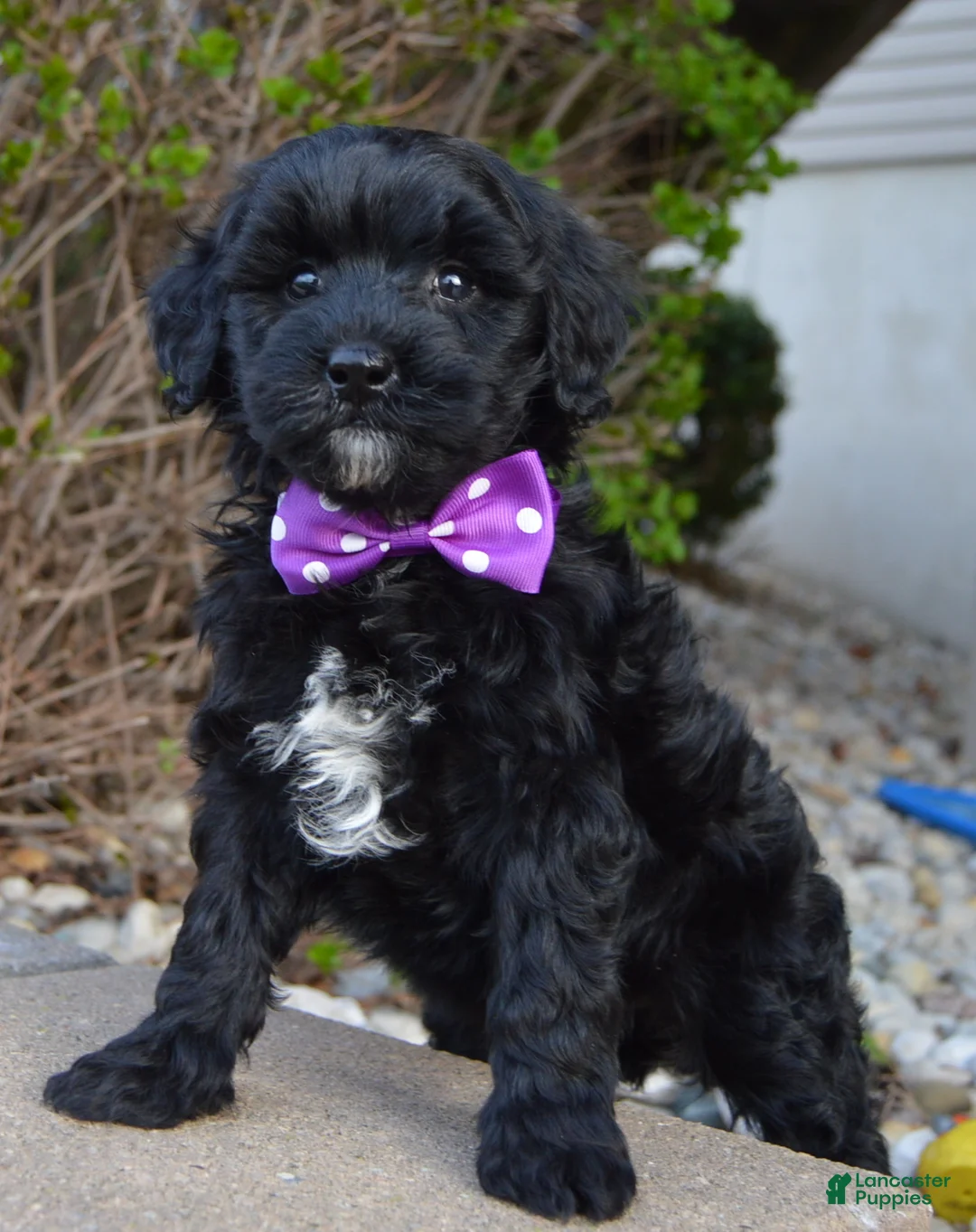 Mini Bernedoodle dogs for sale: Mini Brin - Ad 2