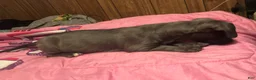Mixed Breed dogs for sale: Pit wennie - Ad 3
