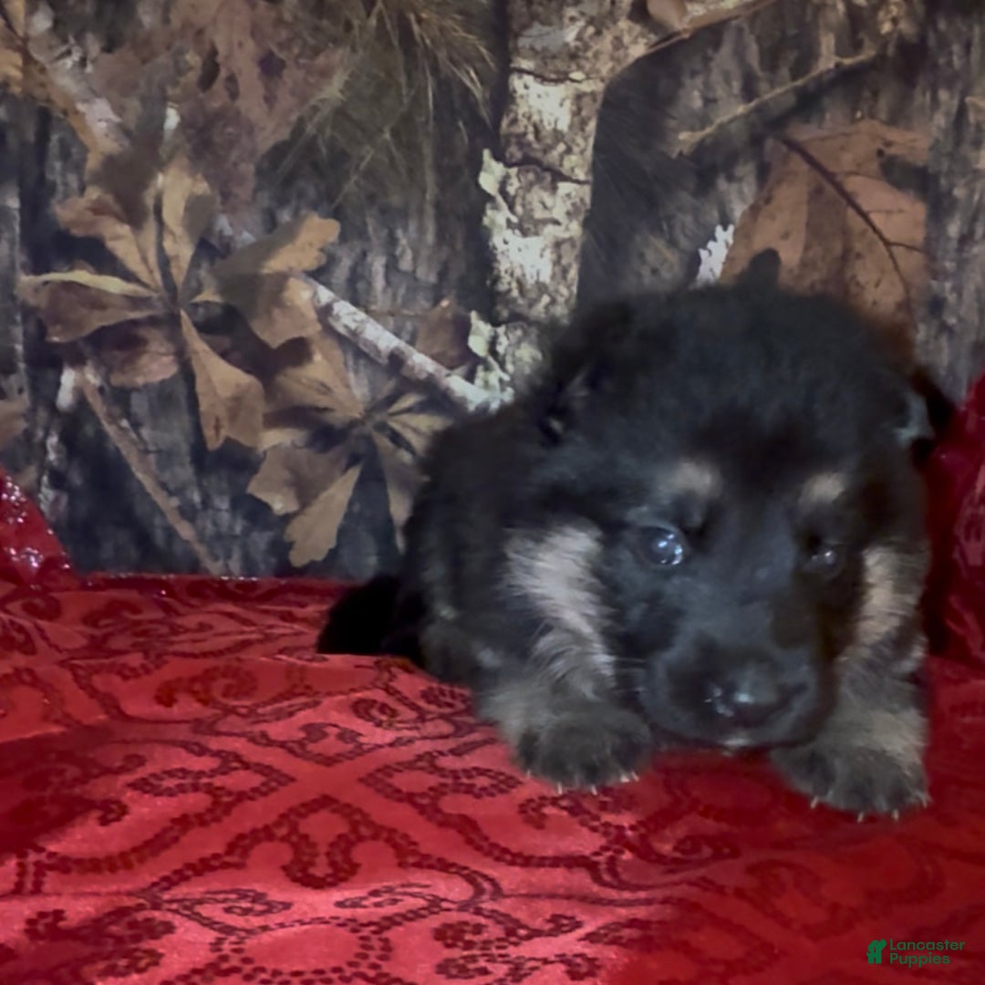 German Shepherd dogs for sale: SWAYZE - Ad 5